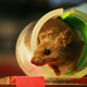 Illustration for article titled Wild Animals Sneak Onto Laboratory Running Wheels to Exercise